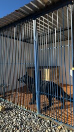 Кинологический клуб Арена в Евпатории